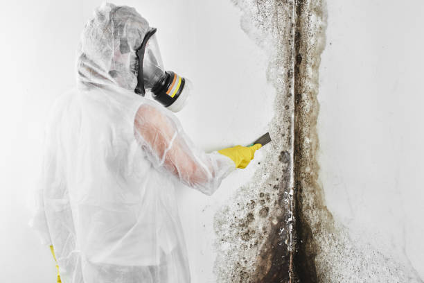 Best Residential Mold Removal  in Pitman, NJ