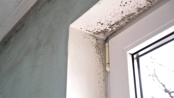 Best Home Mold Removal  in Pitman, NJ