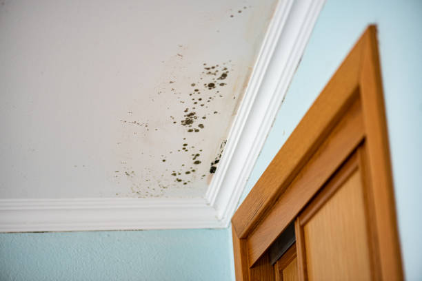 Best Home Mold Removal  in Pitman, NJ