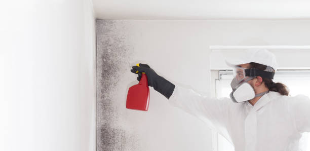 Professional Mold Removal in Pitman, NJ