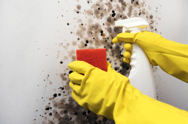 Best Professional Mold Removal  in Pitman, NJ