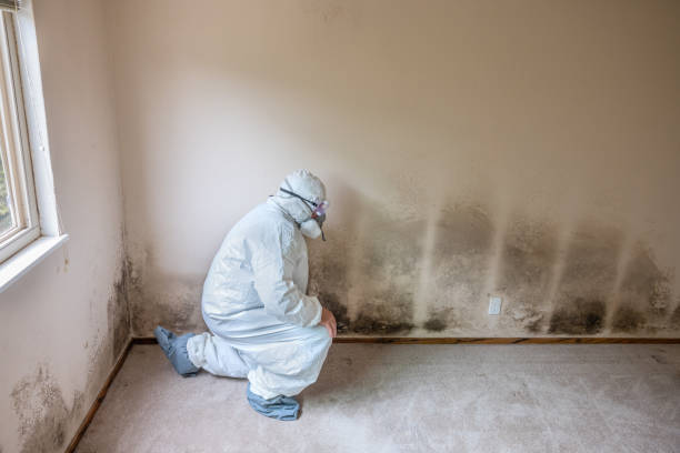 Mold Removal and Inspection in Pitman, NJ