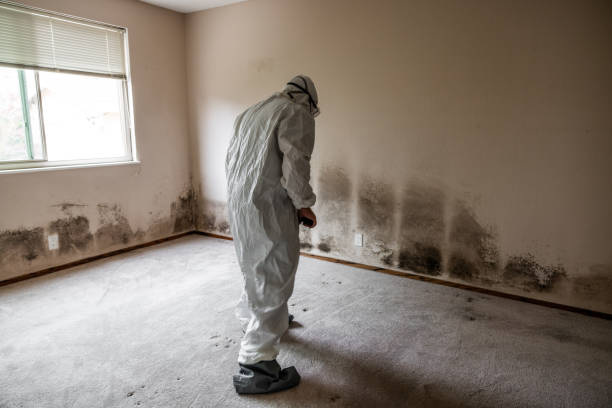 Best Mold Removal and Inspection  in Pitman, NJ