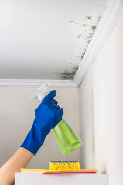 Best Fast Mold Removal  in Pitman, NJ