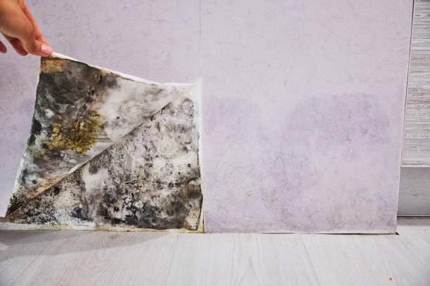 Best Mold Testing  in Pitman, NJ